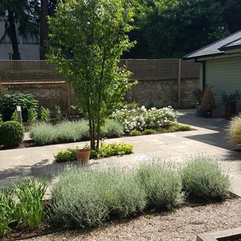 Garden renewal with new planting, pruning and pathways overhaul